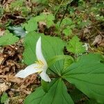 Trillium ovatum leaf picture by Stacey Duncan (cc-by-sa)