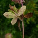 Trifolium lappaceum leaf picture by Llandrich anna (cc-by-sa)