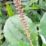 Plantago australis flower picture by Trap Hers (cc-by-sa)