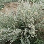 Artemisia frigida flower picture by Scarlett & Ashley Sloman (cc-by-sa)