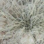 Stipa barbata leaf picture by Daoudi Belkacem (cc-by-sa)