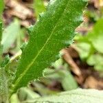 Cirsium monspessulanum leaf picture by Fuci. Flavia (cc-by-sa)