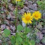 Doronicum columnae flower picture by Franco Colnago (cc-by-sa)