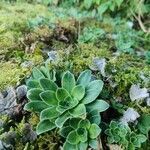 Saxifraga cotyledon leaf picture by tone Mari B (cc-by-sa)