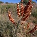 Rumex intermedius fruit picture by Jordan Galli (cc-by-sa)