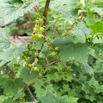 Ribes petraeum fruit picture by Renaud Brochiero (cc-by-sa)