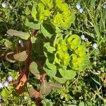 Euphorbia helioscopia habit picture by Jacques Zuber (cc-by-sa)