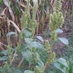 Amaranthus retroflexus fruit picture by Susanne Kirsten (cc-by-sa)