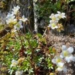 Saxifraga fragilis habit picture by Francois Mansour (cc-by-sa)