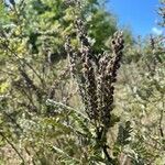 Amorpha canescens fruit picture by Shuji Usui (cc-by-sa)