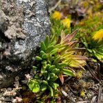 Werneria pumila leaf picture by Fabien Anthelme (cc-by-sa)