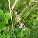 Persicaria decipiens flower picture by José Ricardo Morales Poole (cc-by-sa)