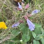 Salvia tomentosa flower picture by Алина Алина (cc-by-sa)