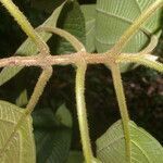 Bellucia mespiloides leaf picture by Nelson Zamora Villalobos (cc-by-nc)