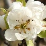 Pyrus communis flower picture by Manuëlle (cc-by-sa)