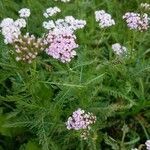 Achillea distans flower picture by Chantal Smans (cc-by-sa)