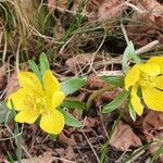 Eranthis hyemalis flower picture by Bořek Tuček (cc-by-sa)