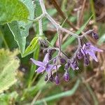 Solanum dulcamara habit picture by David Hocken (cc-by-sa)