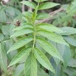 Sambucus australis leaf picture by Trap Hers (cc-by-sa)