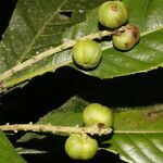 Pausandra trianae fruit picture by Nelson Zamora Villalobos (cc-by-nc)