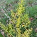 Asparagus officinalis leaf picture by Jean marie Duquenoy (cc-by-sa)