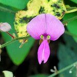 Desmodium paniculatum flower picture by K O (cc-by-sa)