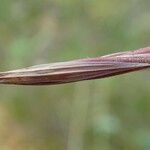 Bromus diandrus fruit picture by Yoan MARTIN (cc-by-sa)