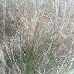 Juncus maritimus habit picture by Maxime Dépinoy (cc-by-sa)