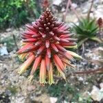 Aloe arborescens flower picture by nicolas de croutte (cc-by-sa)