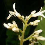 Conchocarpus nicaraguensis flower picture by Nelson Zamora Villalobos (cc-by-nc)