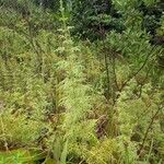 Lycopodiella cernua habit picture by Denis Bastianelli (cc-by-sa)