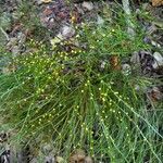 Psilotum nudum flower picture by William Wattles (cc-by-sa)