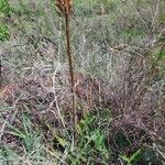 Aloe amudatensis habit picture by susan brown (cc-by-sa)