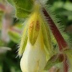 Onosma arenaria flower picture by Janos Balint (cc-by-sa)