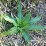 Eryngium agavifolium leaf picture by Prato Edith (cc-by-sa)