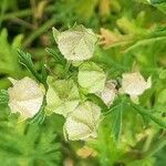 Malva alcea fruit picture by Irmgard Groß (cc-by-sa)