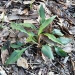 Solidago altissima habit picture by Eli Small (cc-by-sa)