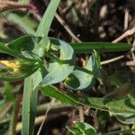 Blackstonia perfoliata leaf picture by Emanuele Santarelli (cc-by-sa)