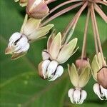 Asclepias exaltata flower picture by Tom Jones (cc-by-sa)