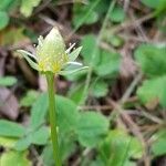 Parnassia palustris fruit picture by Engel Ralf (cc-by-sa)