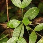 Faramea guianensis leaf picture by R. Tournebize (cc-by-sa)