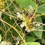 Cuscuta scandens flower picture by van den Heuvel Hans (cc-by-sa)