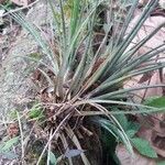 Tillandsia fasciculata habit picture by Shehadi Ramiz (cc-by-sa)