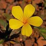 Linum nodiflorum flower picture by dimitris log (cc-by-sa)