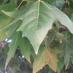 Platanus orientalis leaf picture by G. Akgül (cc-by-sa)