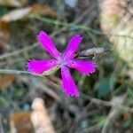 Dianthus scaber flower picture by Llin Marc (cc-by-sa)