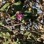 Lagunaria patersonia flower picture by julia higgins (cc-by-sa)