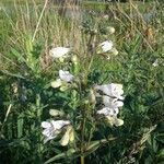 Penstemon digitalis flower picture by Herrera Juan (cc-by-sa)