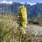 Orchis pallens flower picture by Rosa Barrel (cc-by-sa)