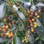 Solanum bonariense fruit picture by Pablo (cc-by-sa)